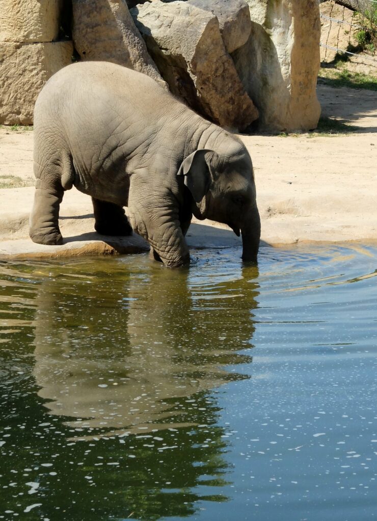 Le bébé éléphant se désaltère