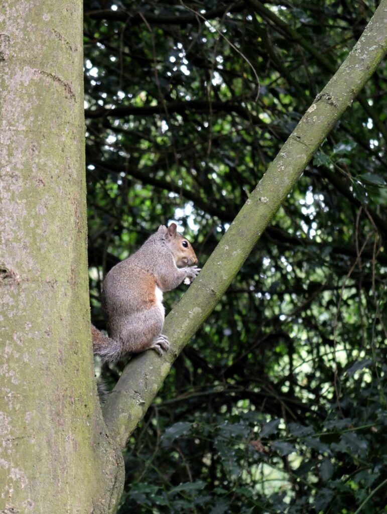 Ecureuil à Holland Park 