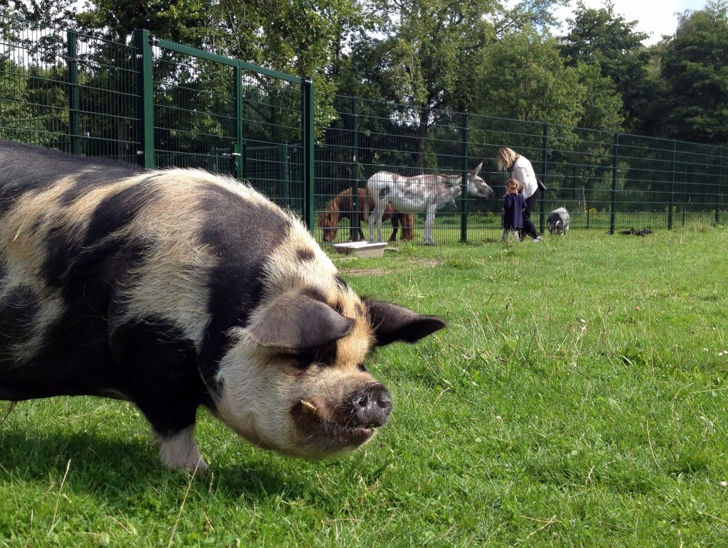 Les cochons