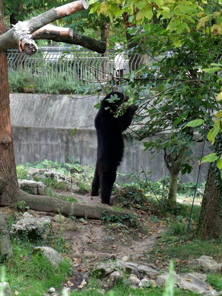 L'ours du zoo du parc de la tête d'or