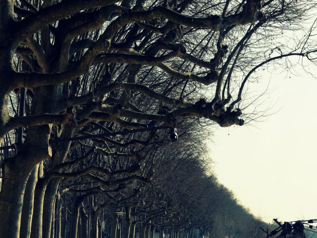 Platanes le long des Berges du Rhône