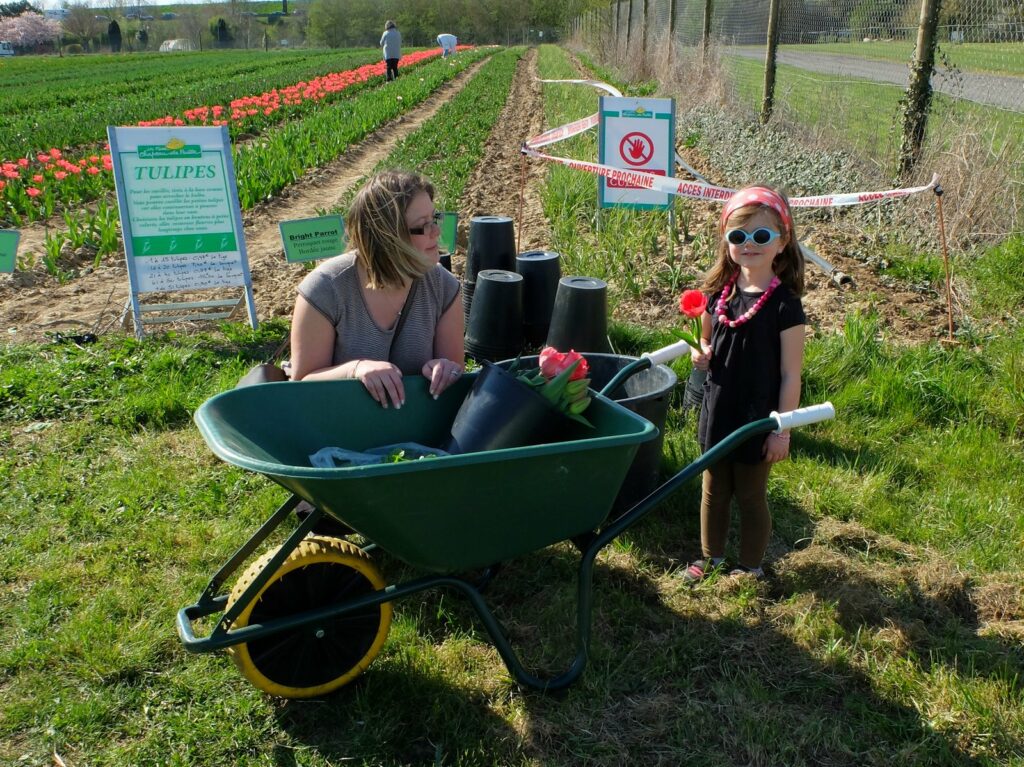 On prépare un bouquet de tulipes pour Madouce