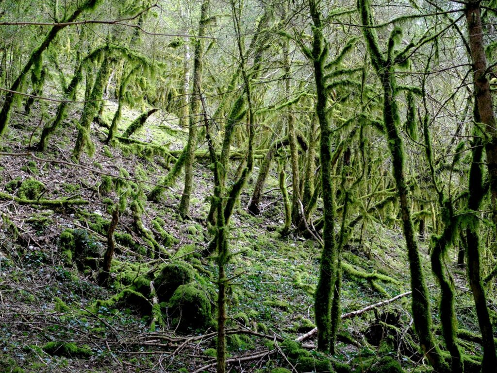 Le sentier nous fait traverser la forêt