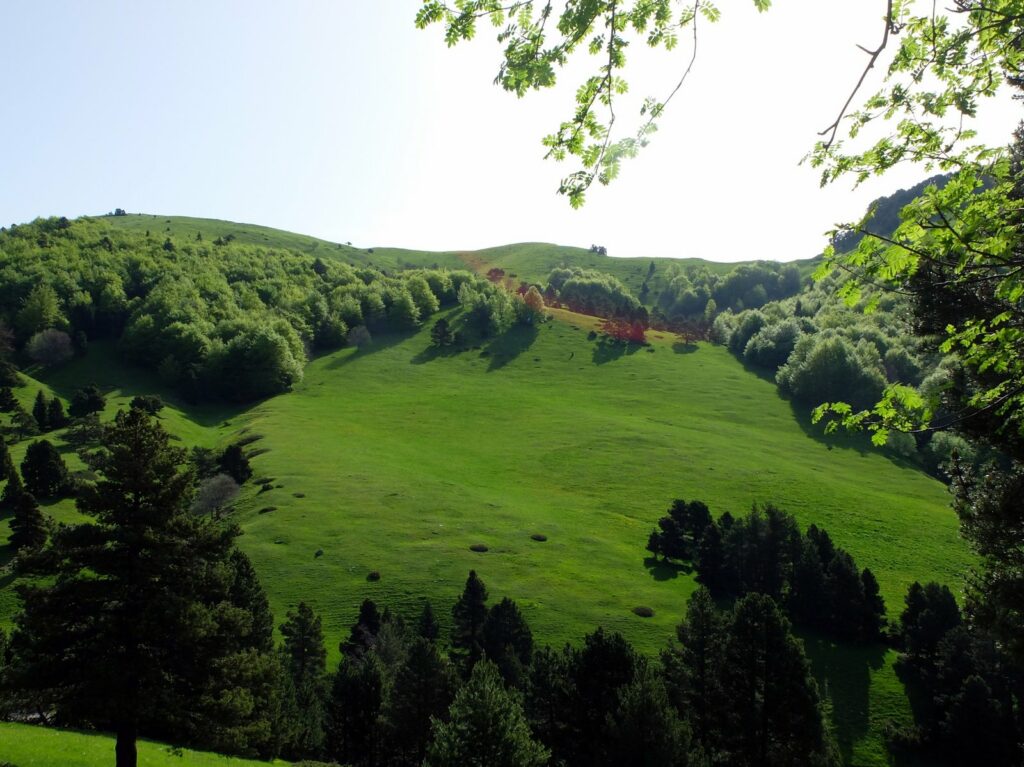 Pâturage verdoyant du Vercors