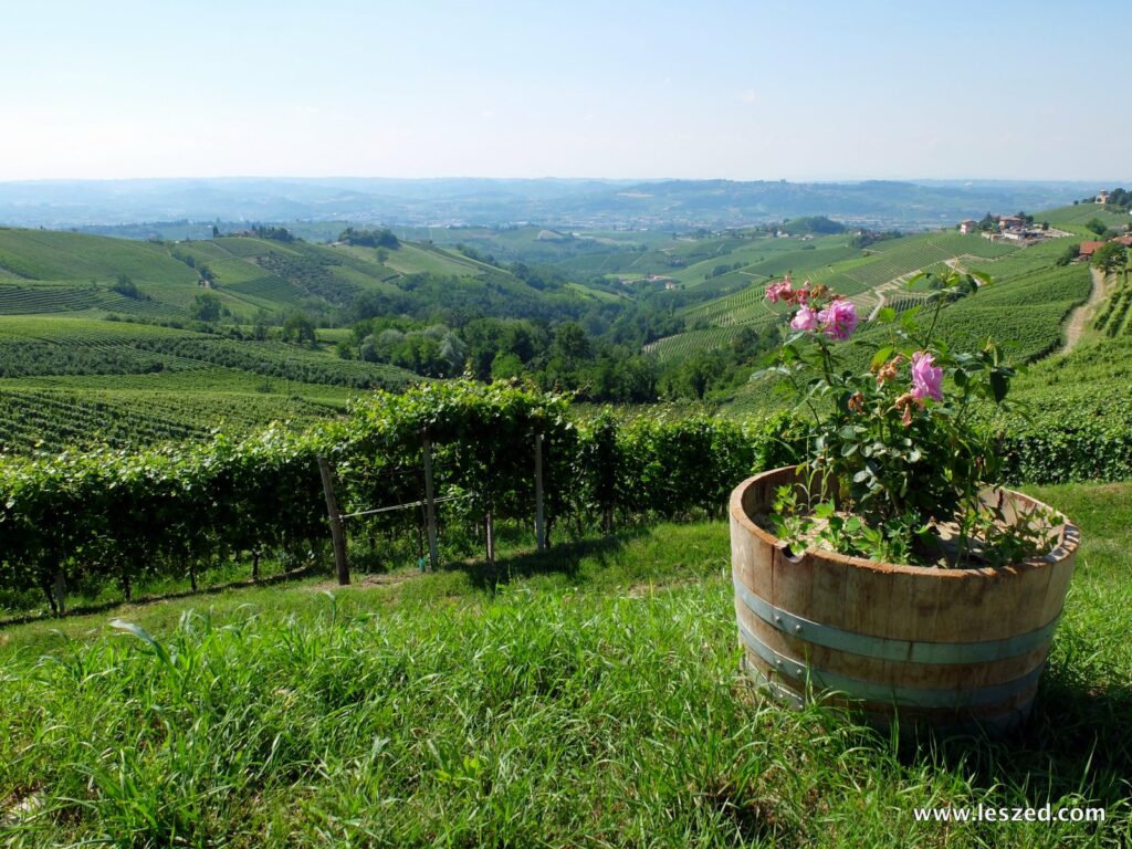 Vue sur les vignobles des Langhe