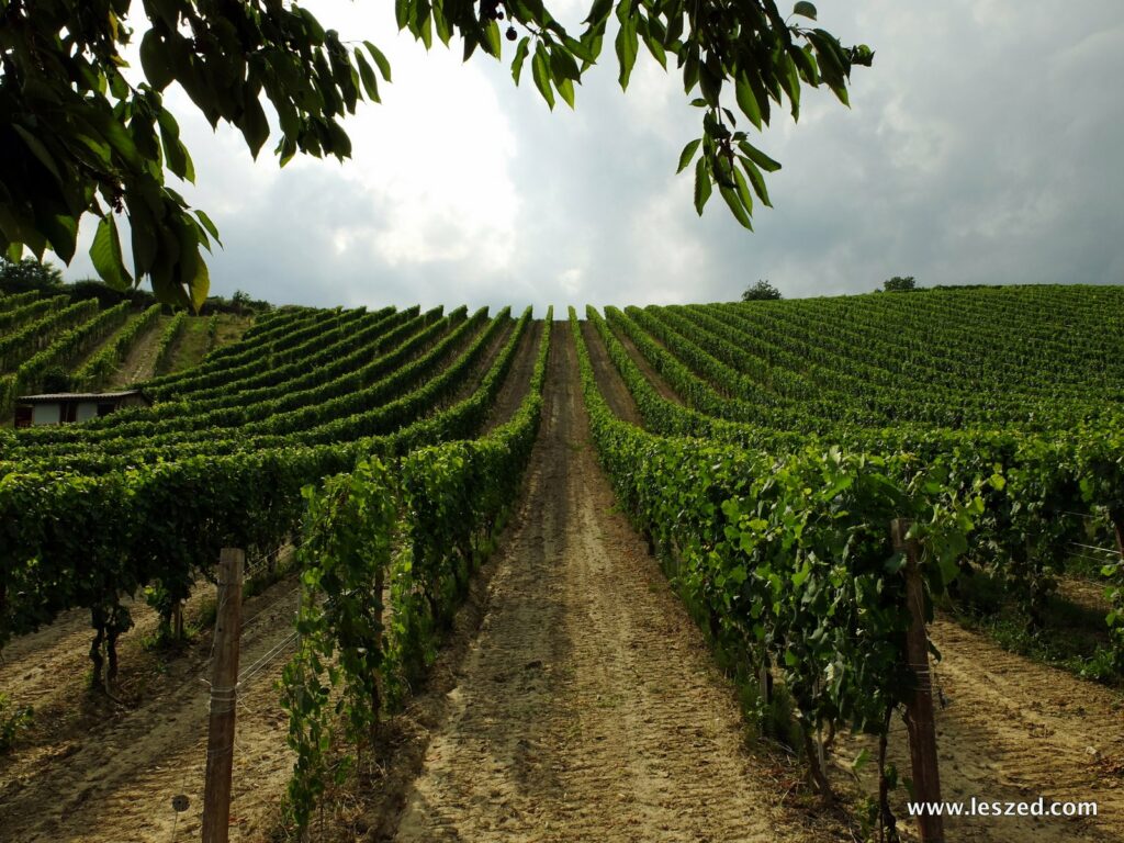 Les vignobles proche d'Asti