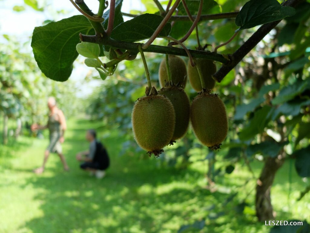 Marco et son père au milieu de vergers de Kiwi