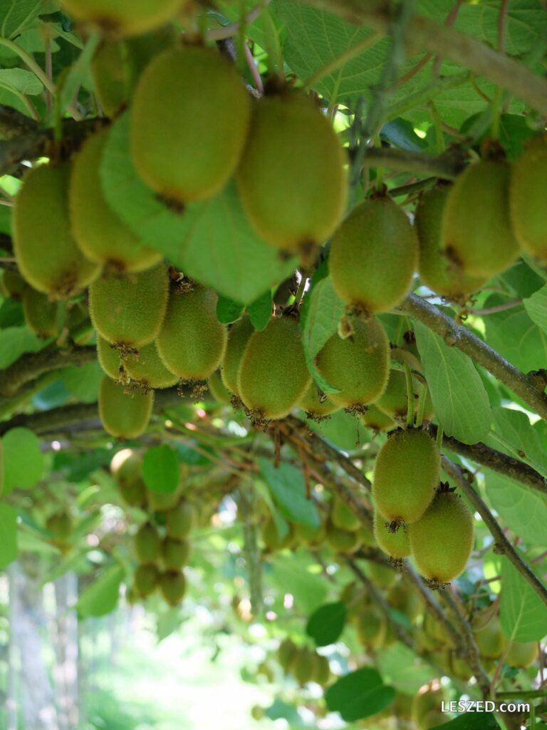 Des kiwi à profusion