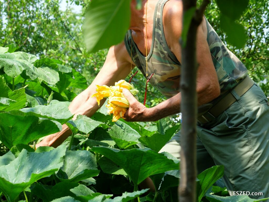 Récolte des fameuses fleurs de courgettes