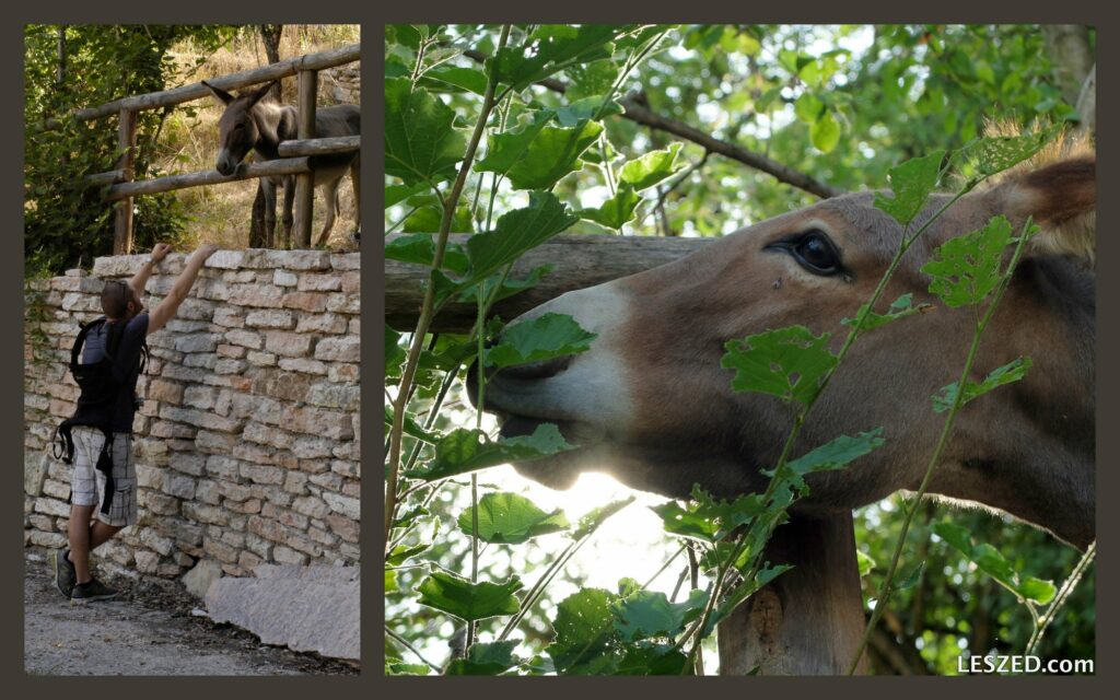 Escapade à Molina / Max et l'âne