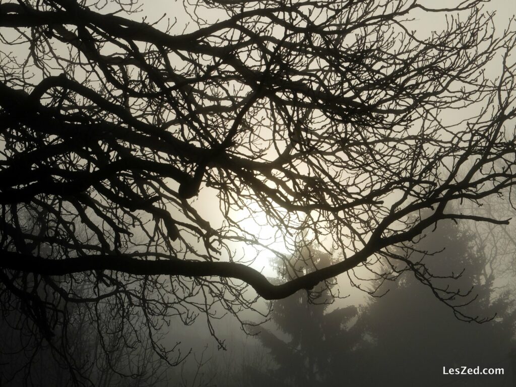 Brume et branches d'arbre au soleil levant