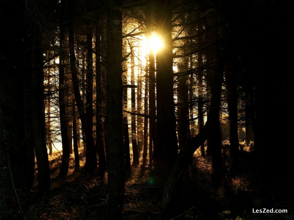 Soleil couchant à travers à arbres et branches (Mont Ministre - Pilat - France)