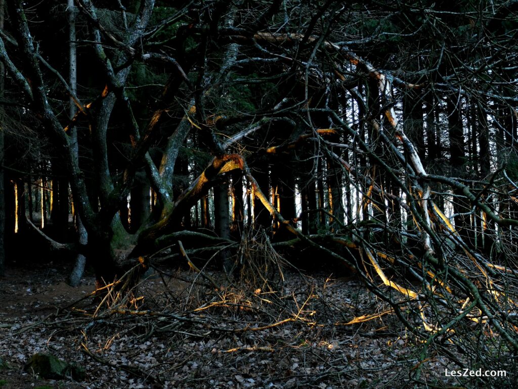 La forêt éclairée par les derniers rayons de soleil