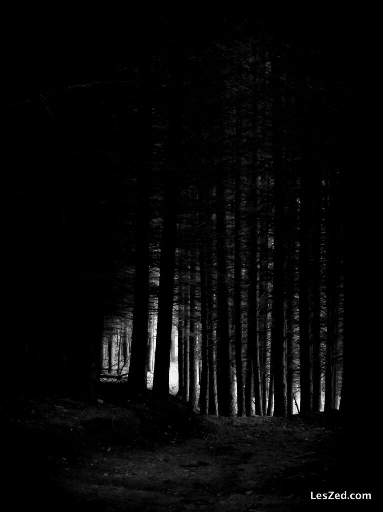 Dernières lueurs dans la forêt (noir & blanc)