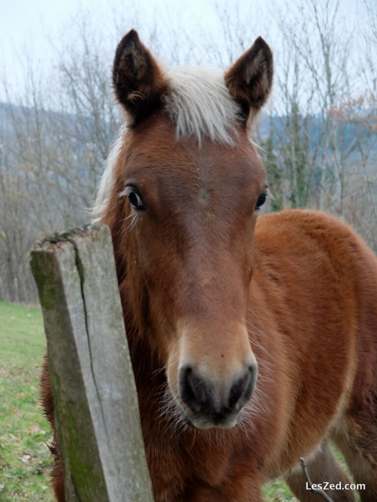 On va rendre visite aux chevaux du coin