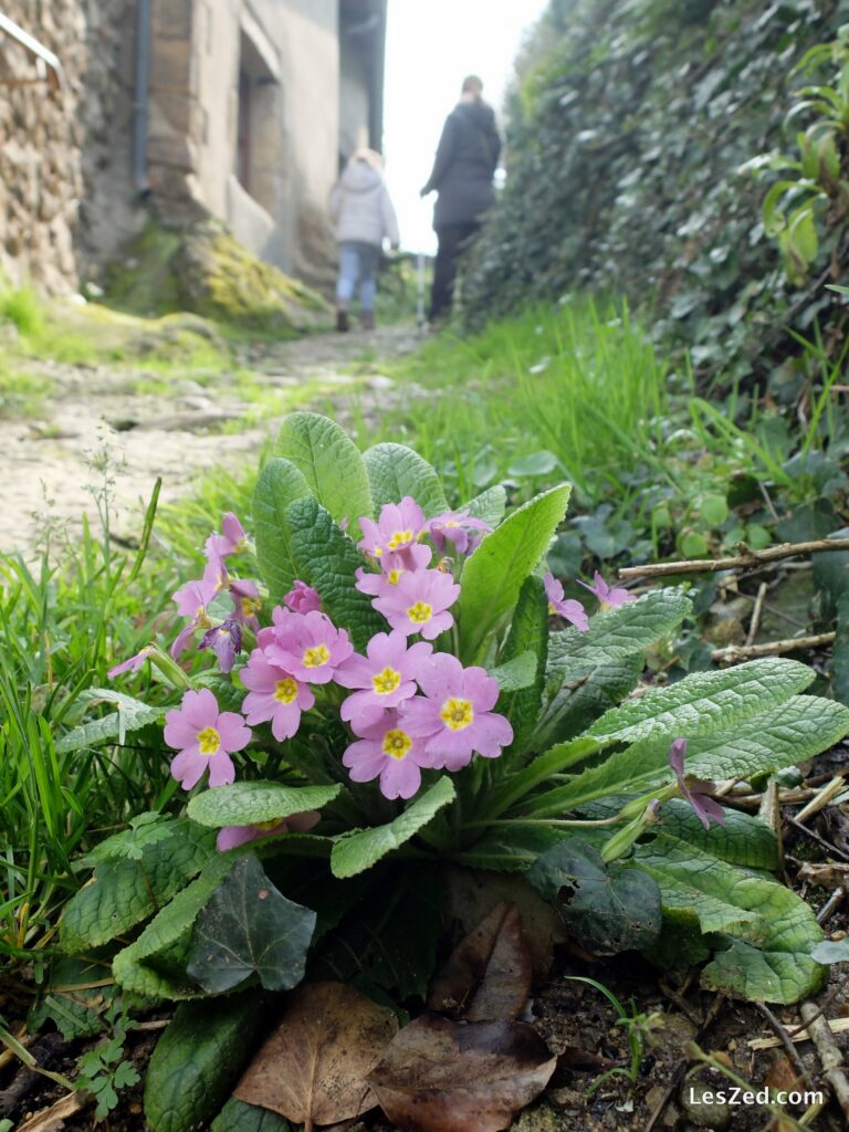 Fleurs et vieilles pierres - Village de Malleval (Parc du Pilat)