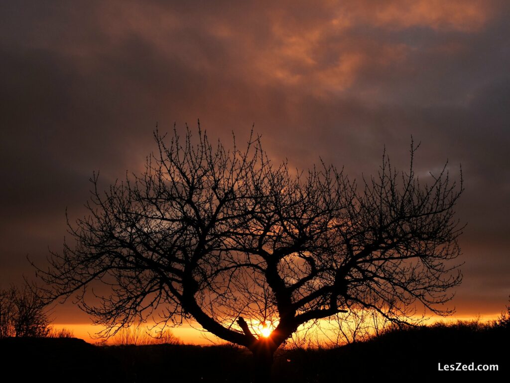 Lever de soleil sur le Pilat - la silhouette de l'arbre hivernal