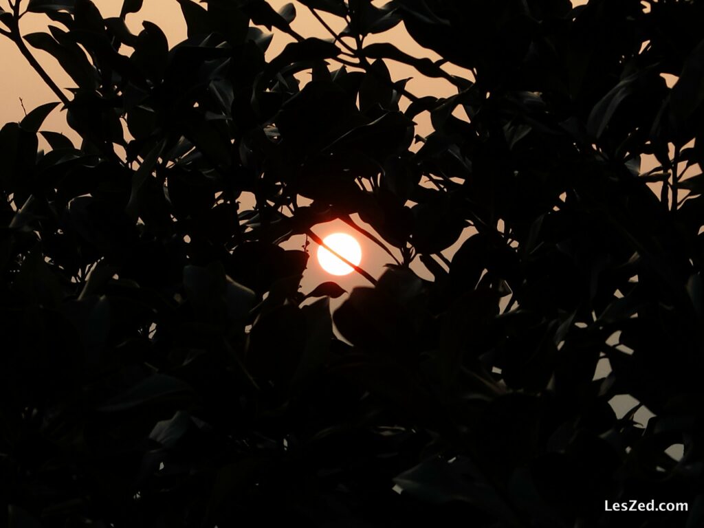 Lever de soleil sur le Pilat - entre les feuilles de l'arbre