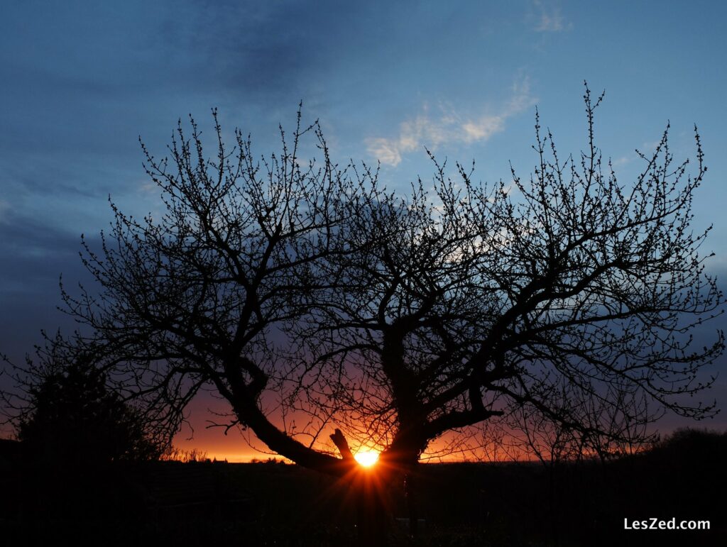 Arbre et lever de soleil (parc du Pilat)