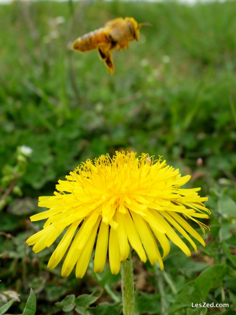 Le printemps arrive