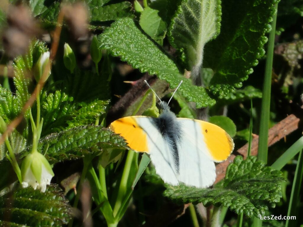 Papillon du parc du Pilat