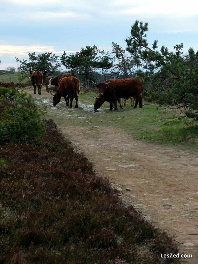 Vaches et taureaux - en libertés - ont choisi le même sentier que moi.