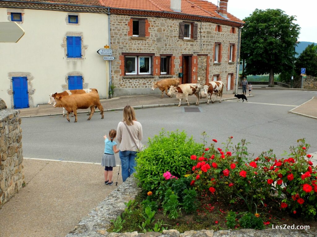 Regarder les vaches passer