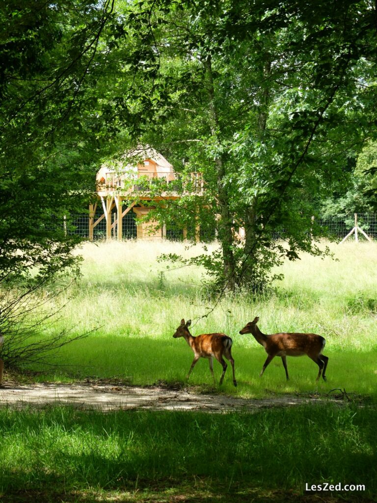 Notre cabane est sur le territoire des daims