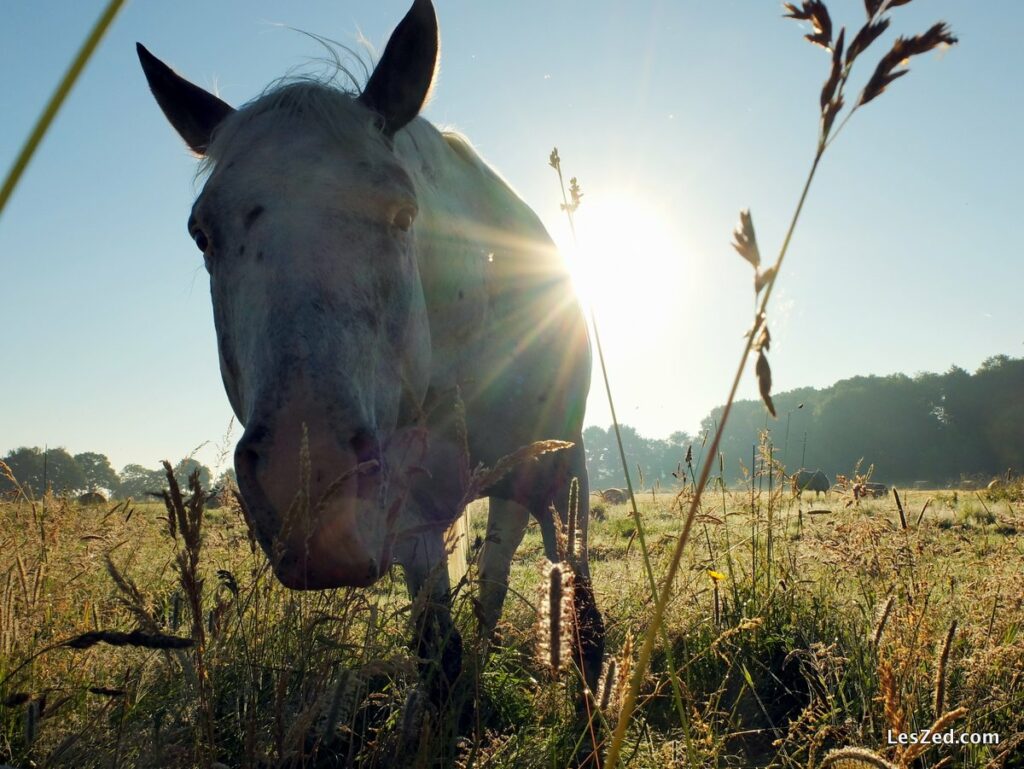 Cheval au lever du soleil