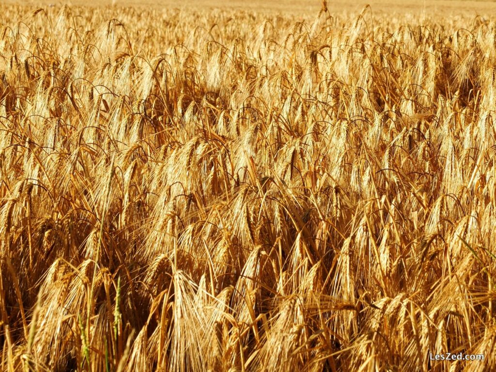 Champ de blé doré en Juillet