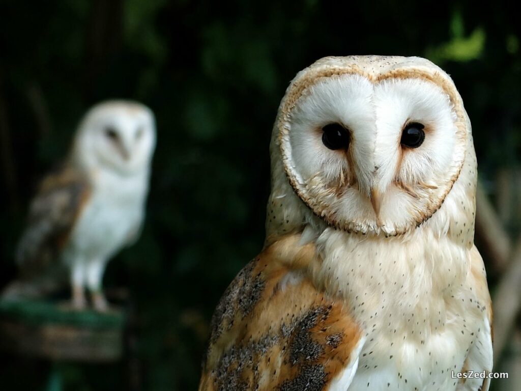 Rapaces du Bois Des Aigles