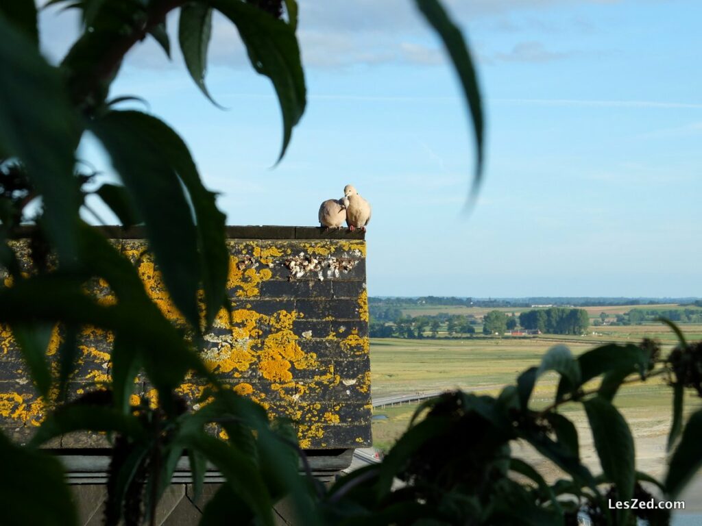 Deux amoureux roucoulent au Mont-Saint-Michel