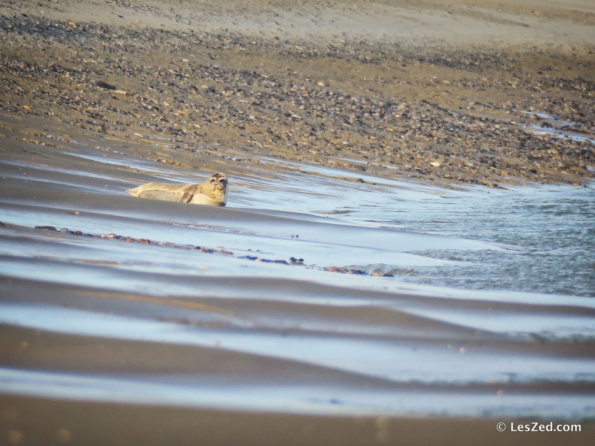 Phoque sauvage de la Baie de Somme