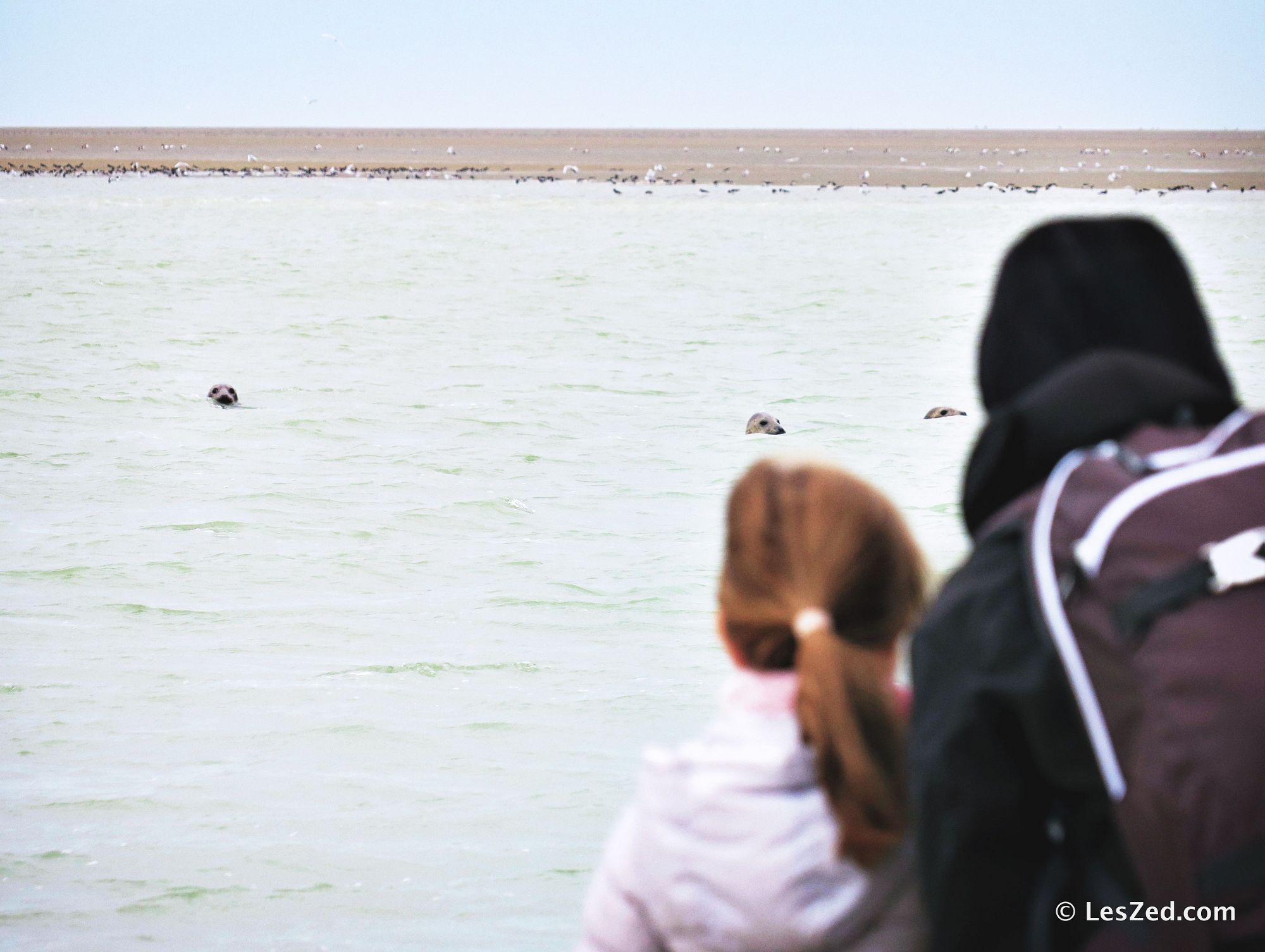 Phoques en milieu naturel (Baie de Somme)