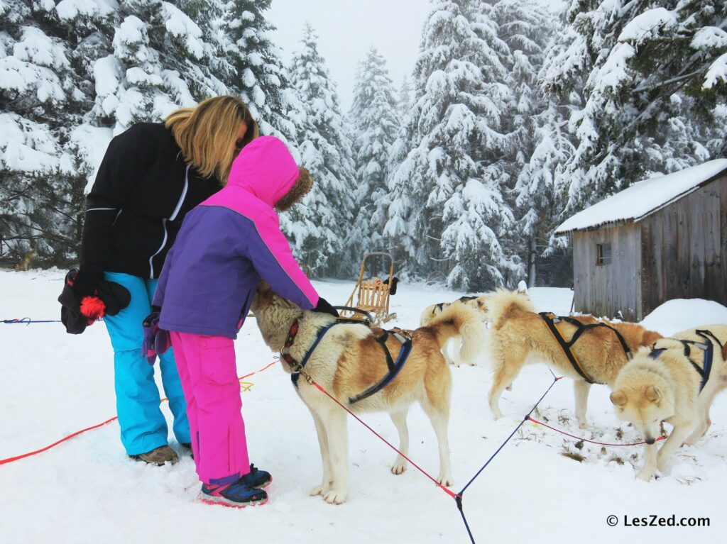 Chiens de traineau en famille dans le Forez