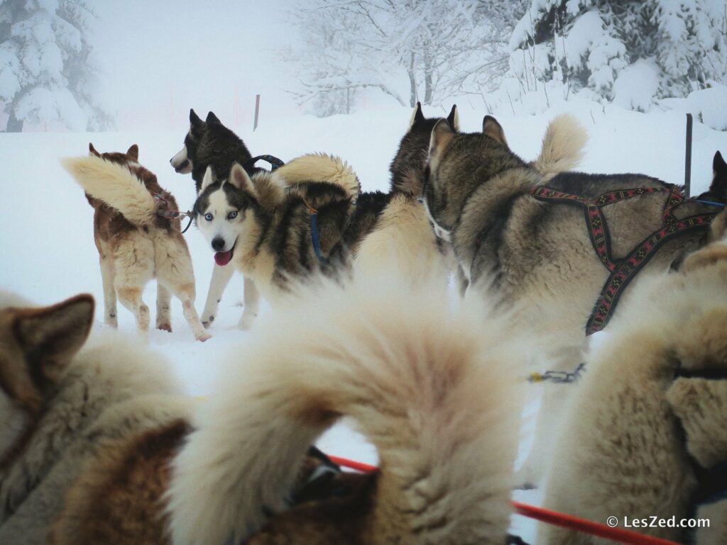 Les chiens de traineau