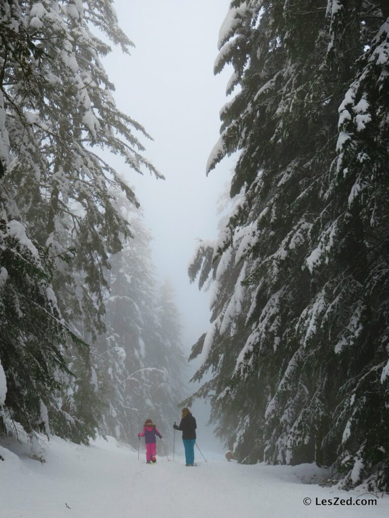 Grands sapins, petits randonneurs ...