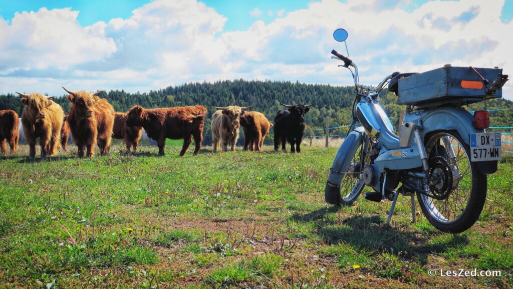 Mobylette et vaches highland cattle