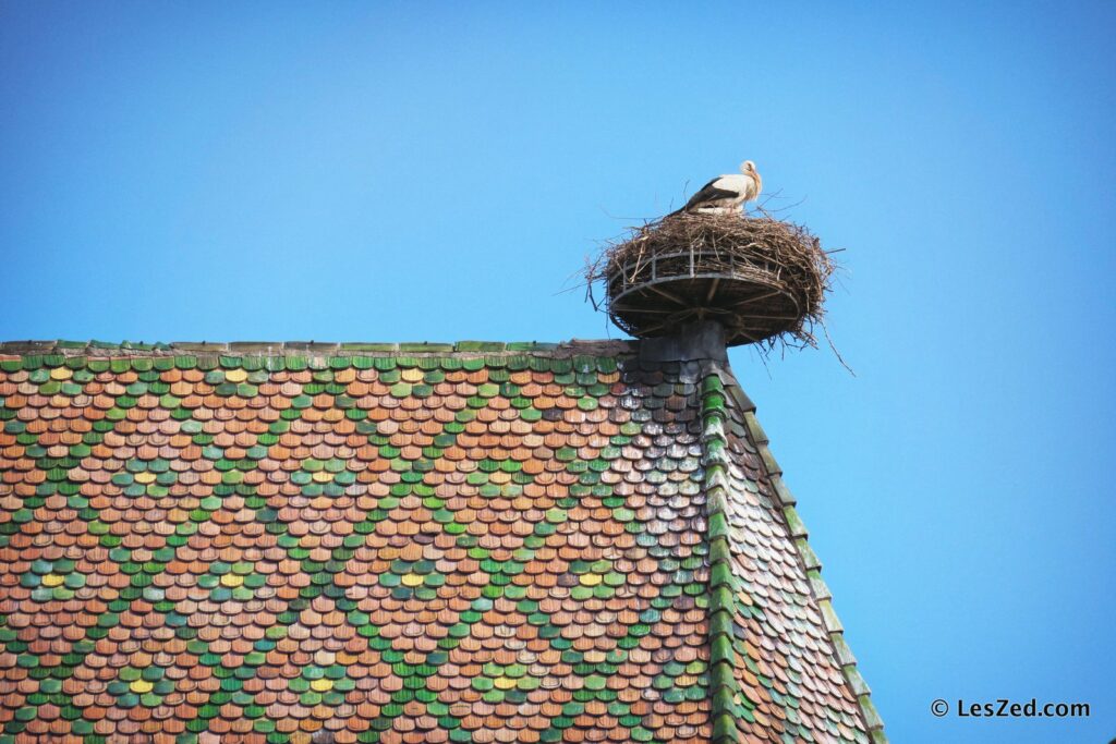 Les rares nids de cigognes sur les toits de Colmar