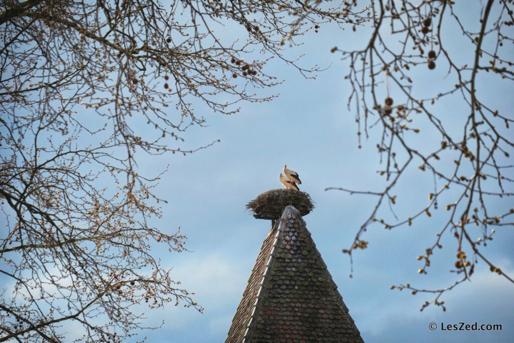 Turckheim et ses cigognes