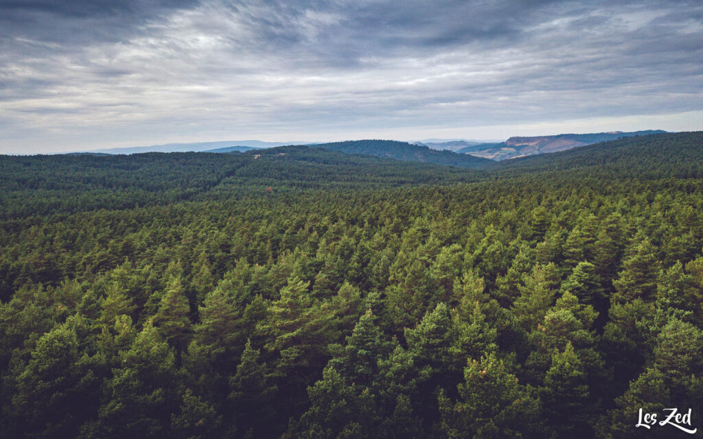 Paysage de Lozère : forêt des Causses