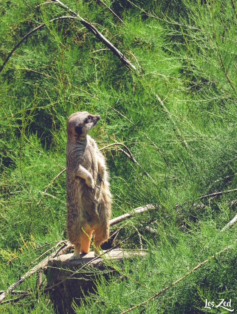 Londres Zoo coucou