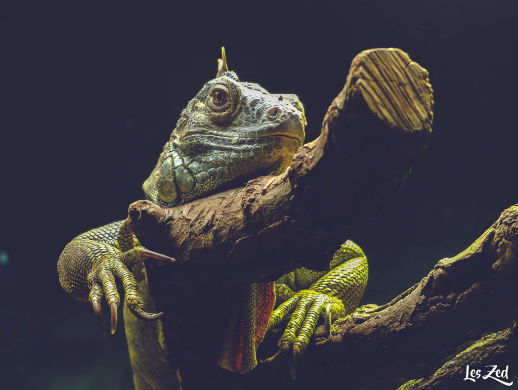 Londres Zoo reptiles