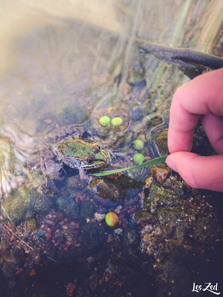 Grenouilles du Roannais (Loire)