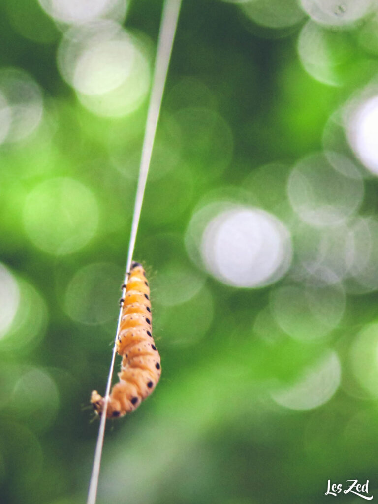 Chenille à la Gravière aux oiseaux