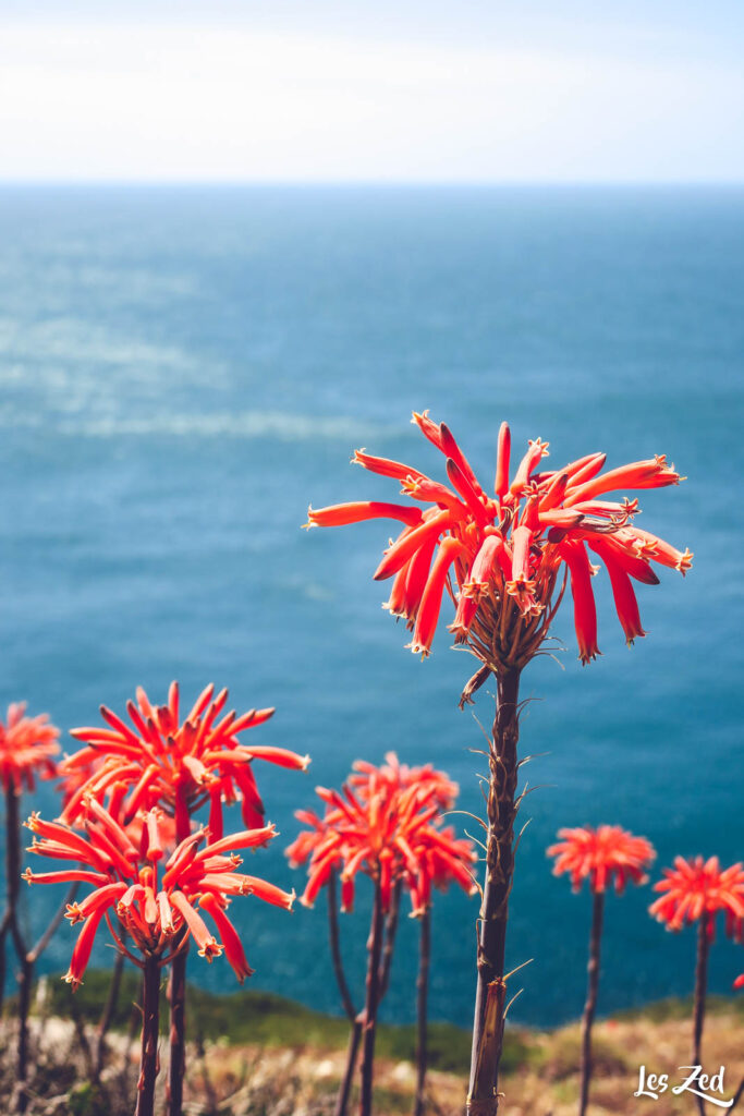 Les fleurs sauvages en Algarve (ici une espèce d'Aloès)