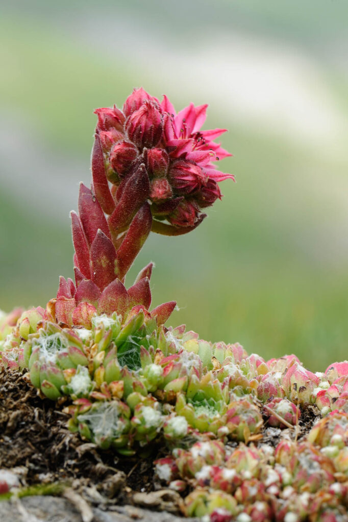 Fleur Joubarde (Alpes / Italie)