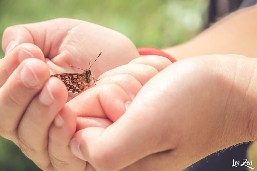 Papillon sur une main d'enfant