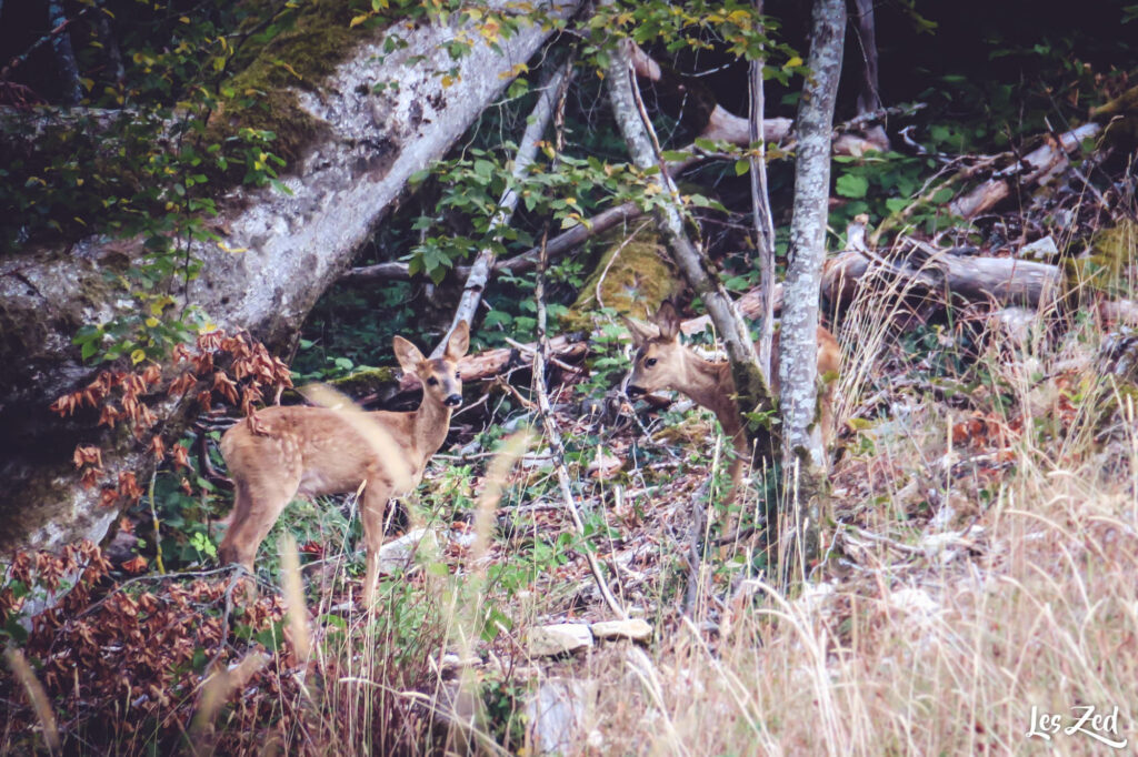 Rencontre de la faune en forêt