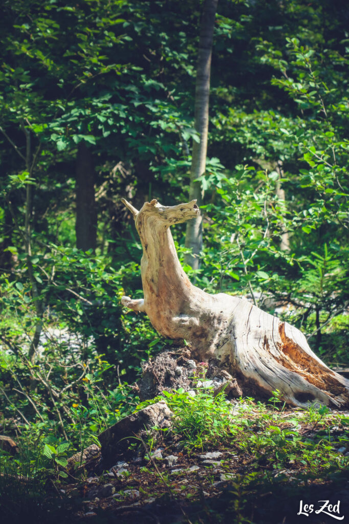 La nature offre de bien belles surprises (Cirque du Fer à Cheval)